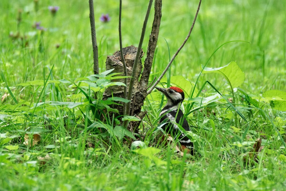 Birdwatching - zážitek na Broumovsku