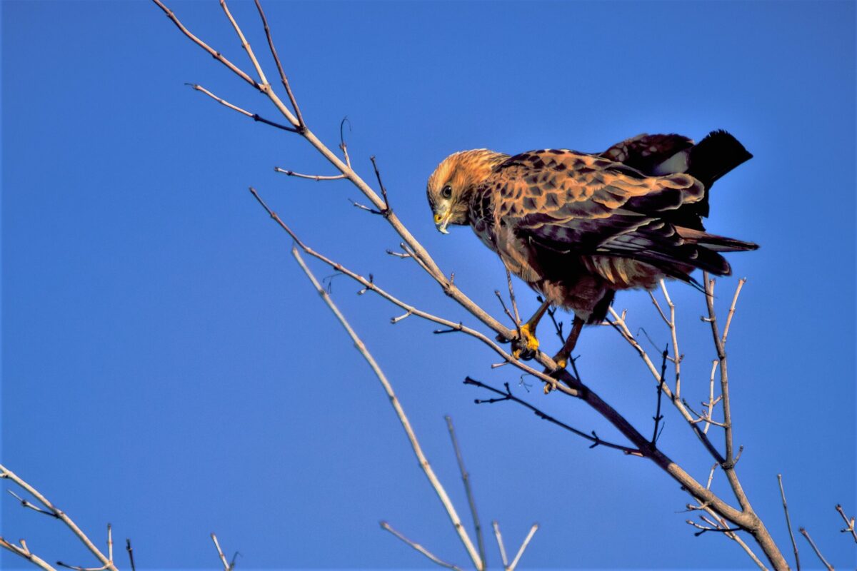 Birdwatching - zážitek na Broumovsku