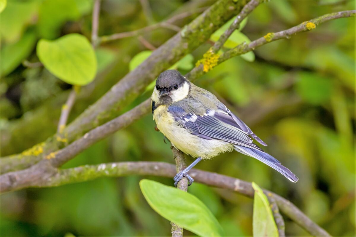 Birdwatching - zážitek na Broumovsku