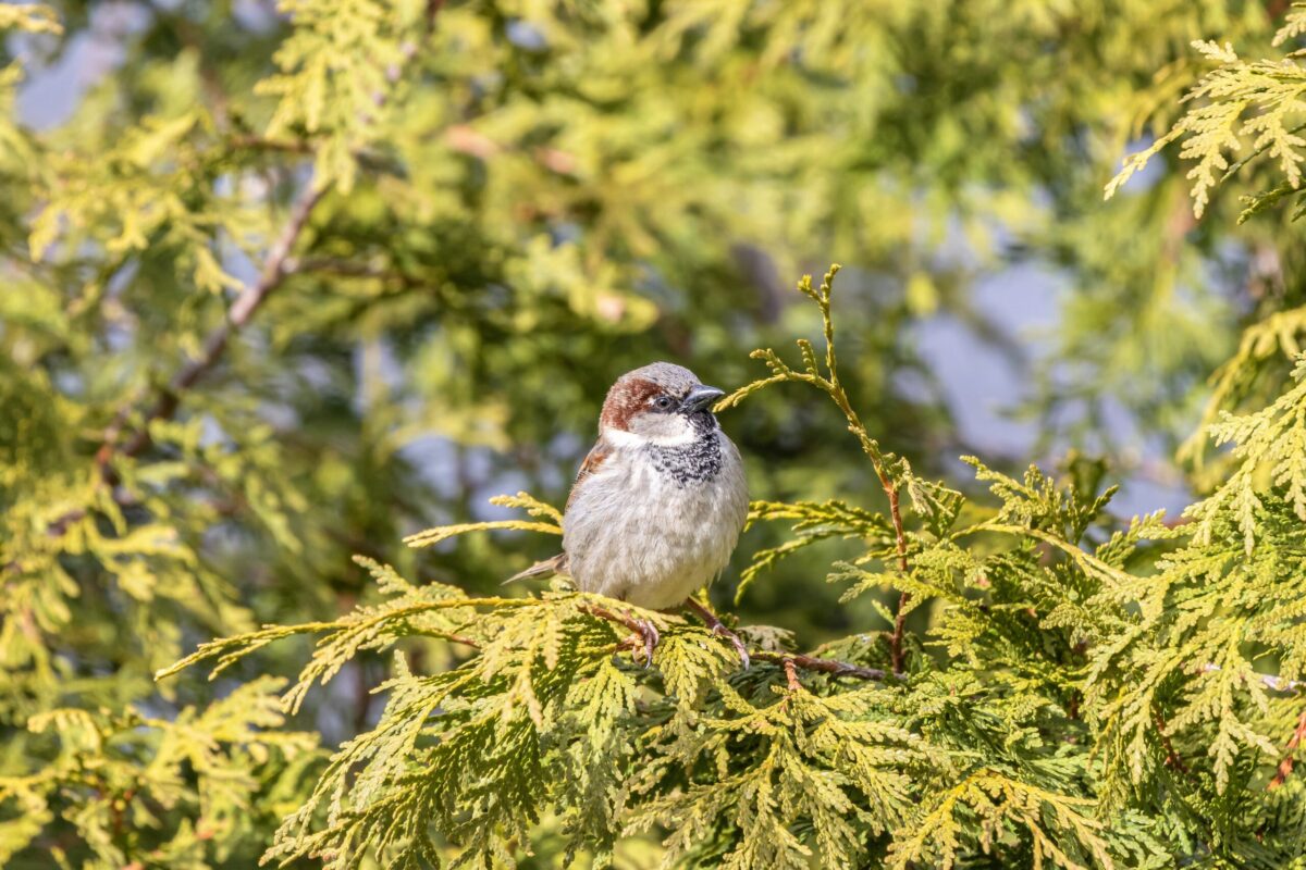 Birdwatching - zážitek na Broumovsku