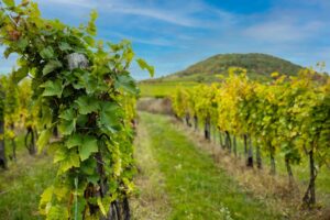 Vinice v oblasti Tokaji - zájezdy do Maďarska