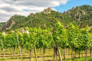 Vinice v údolí Wachau